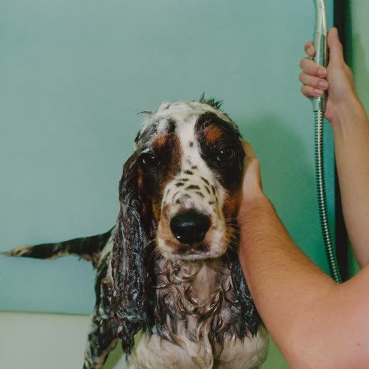 A dog being bathed and shampooed