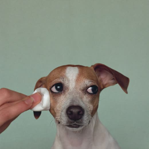 A dog having its ears gently cleaned
